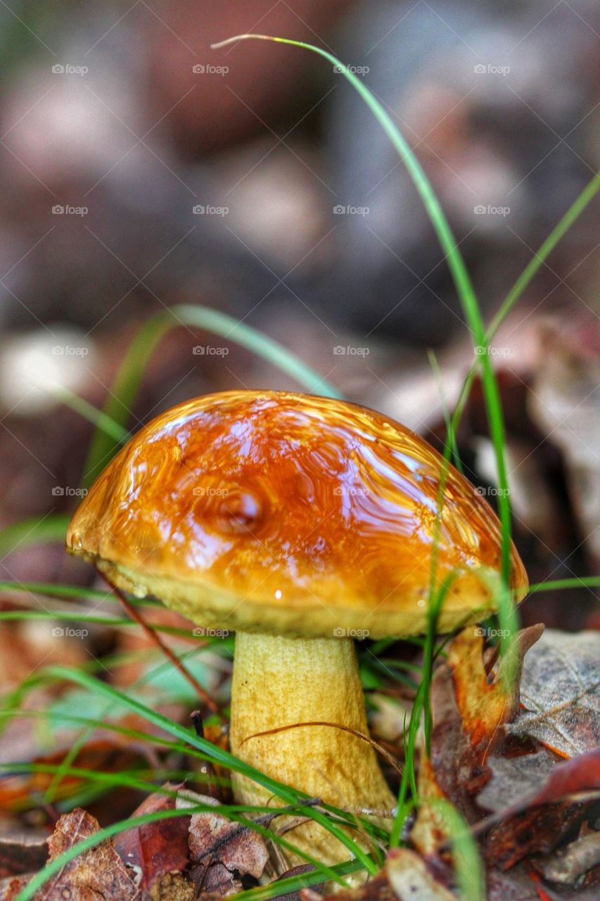 shiny mushroom