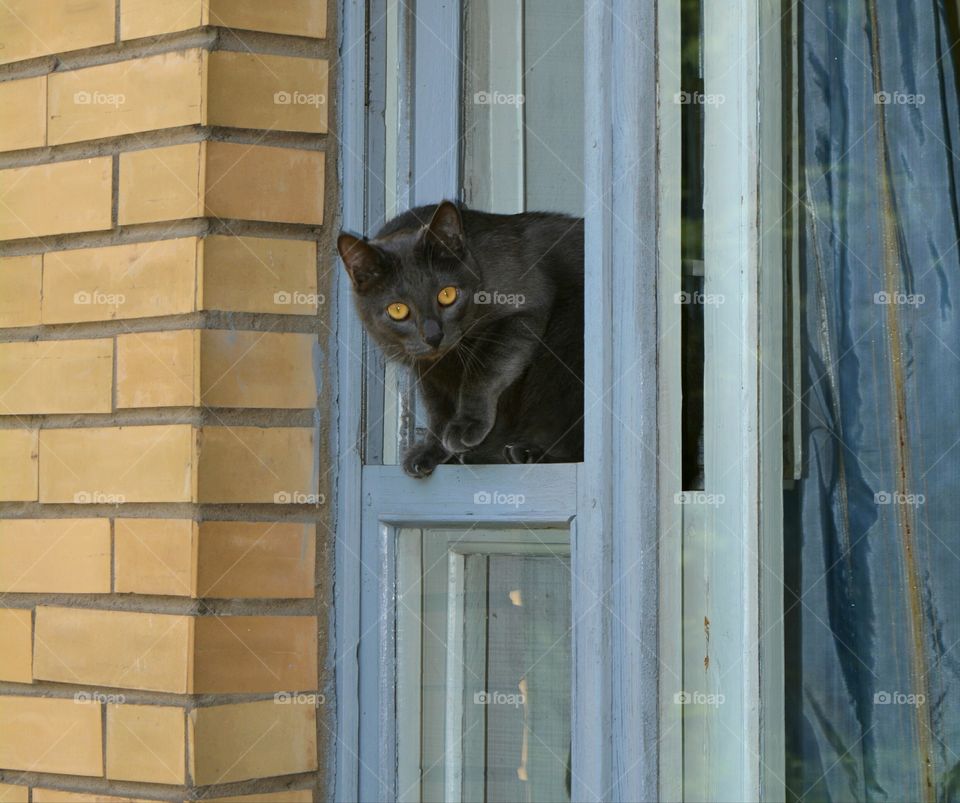 Cat, Mammal, Kitten, Window, Pet