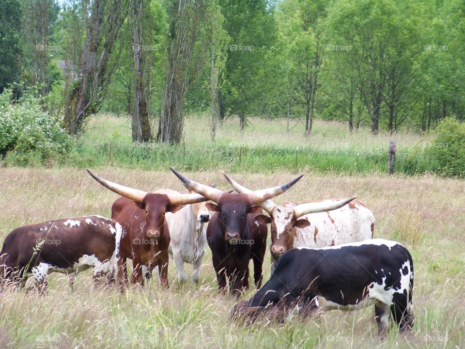 Texas longhorns