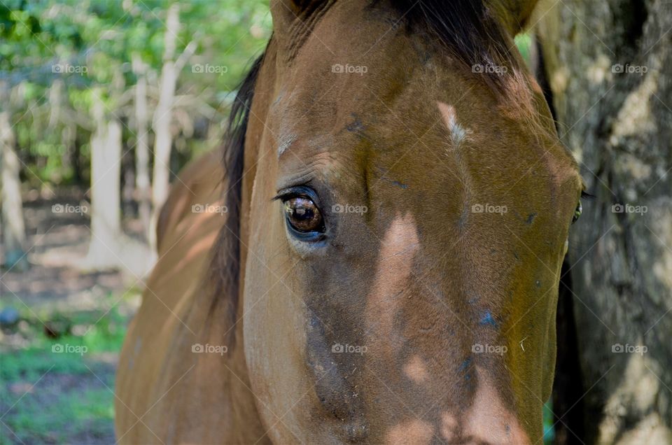 Up close of a horse