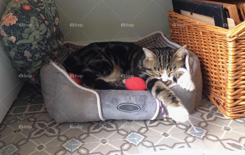 Adorable cat napping in his comfy bed.