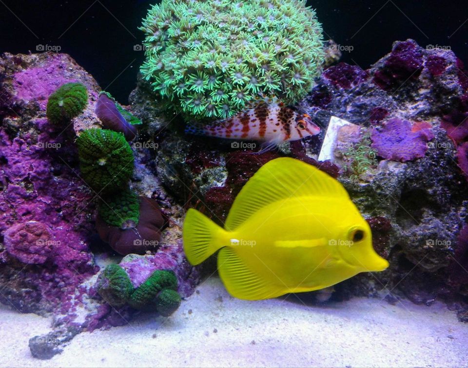 yellow fish