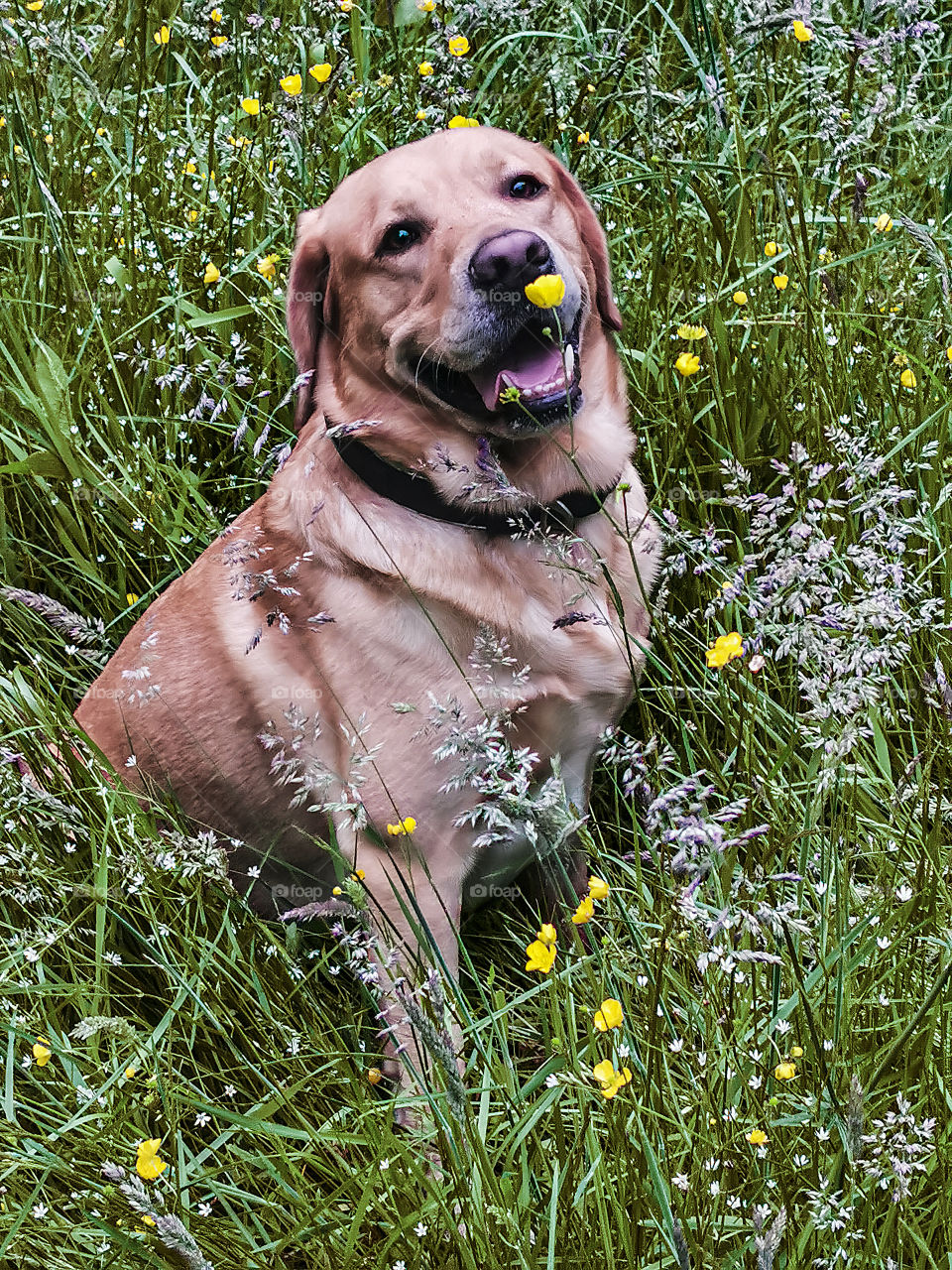 On the meadow.