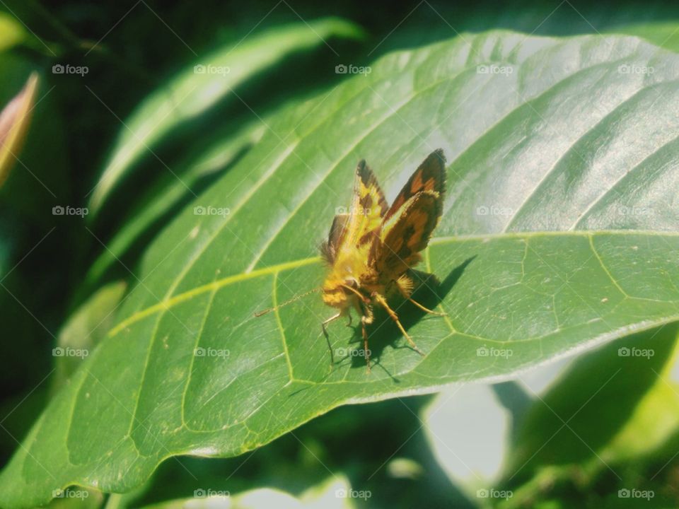 butterfly on a leaf