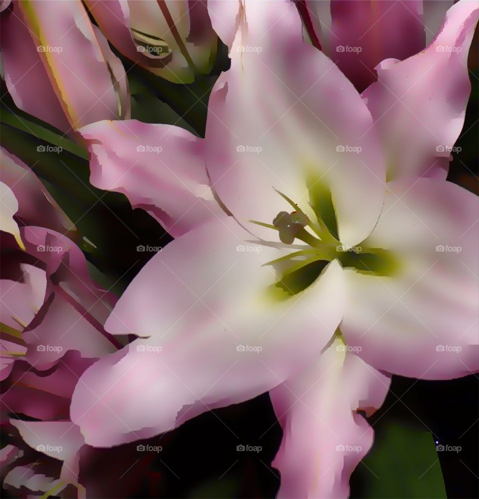 3D effect beautiful pink lily 