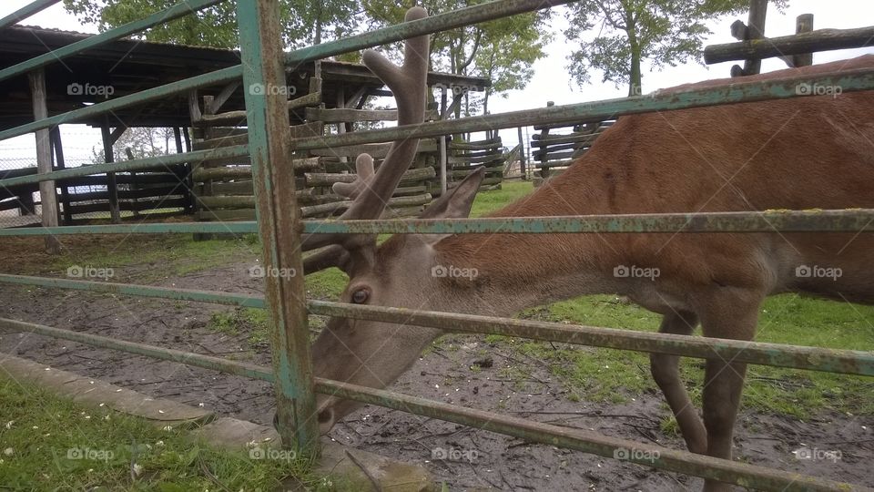 Deer in nature