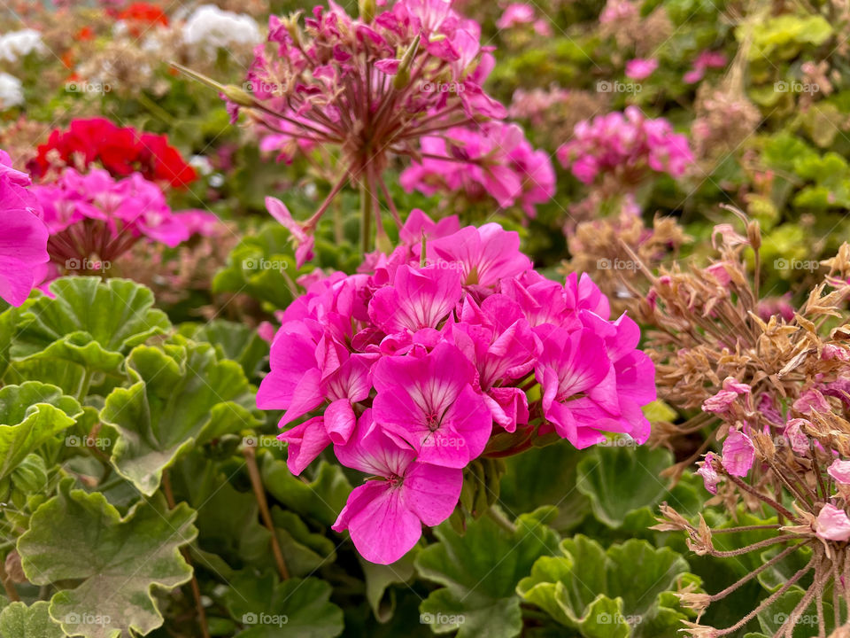 Portraits of plants 