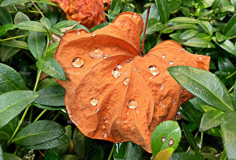 leaf. plant. hedge. water drops. a orange tree leaf fallin from a tree with water drops on it.