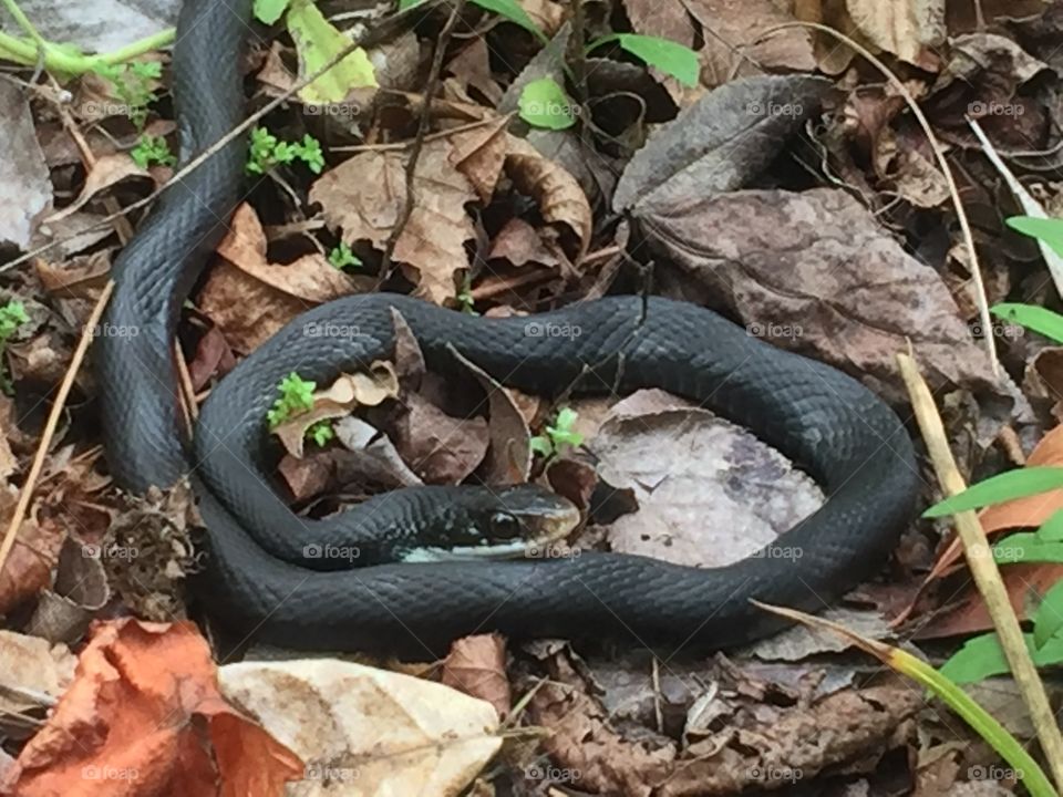 Little Black Snake