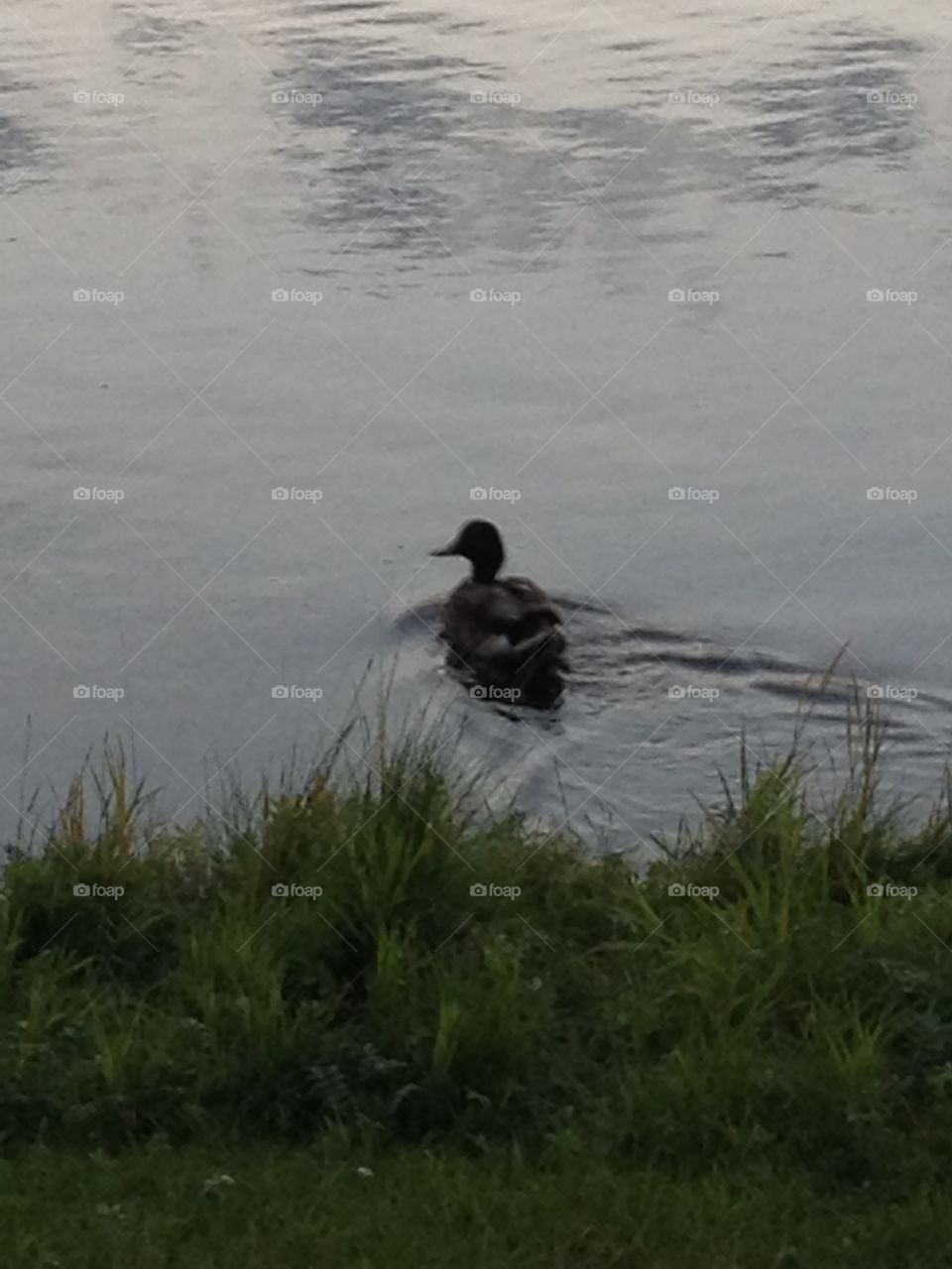 Swimming duck