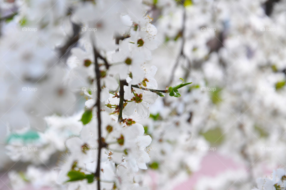 beautiful white blossom