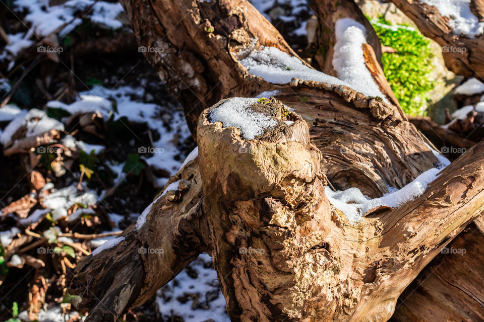 An old root from a tree
