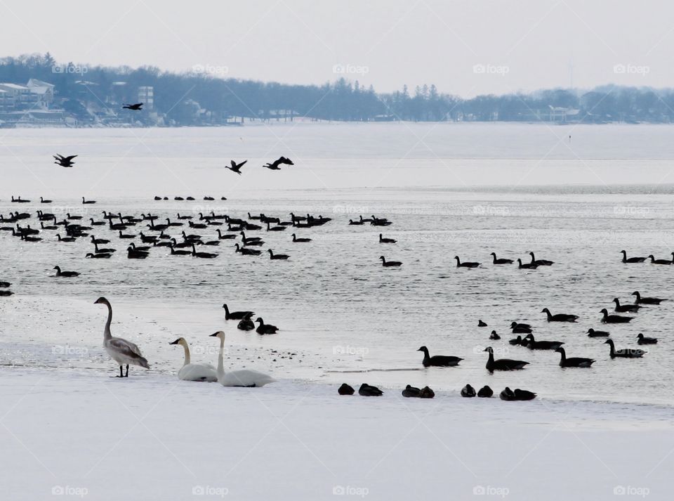 Gorgeous Swans on ice!! 