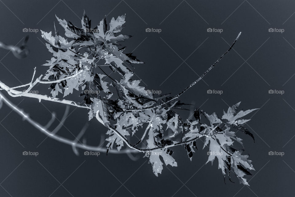 Monochrome tree branches with leaves 
