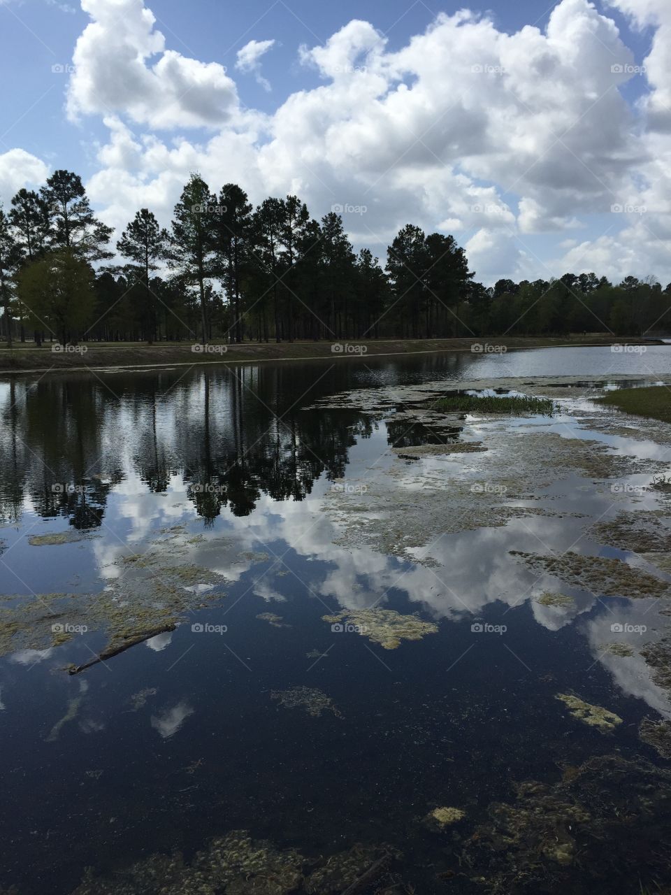 Spring day at the pond