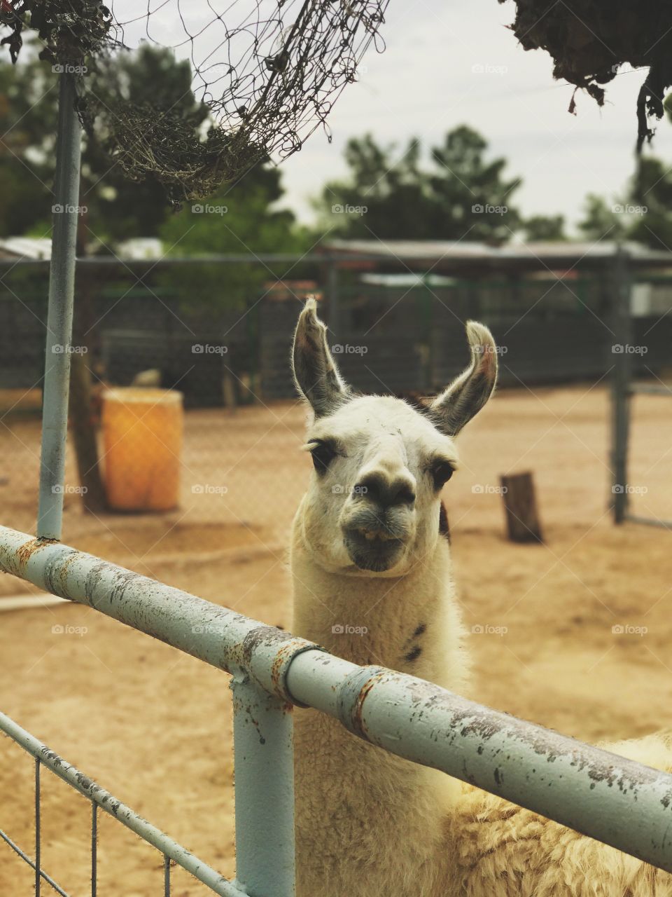 Llama
