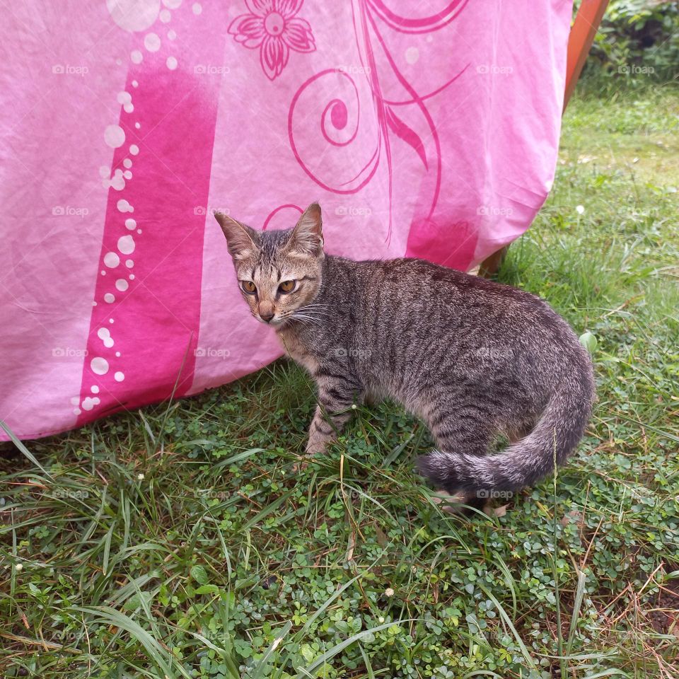 Cute kitten near the cloth being dried