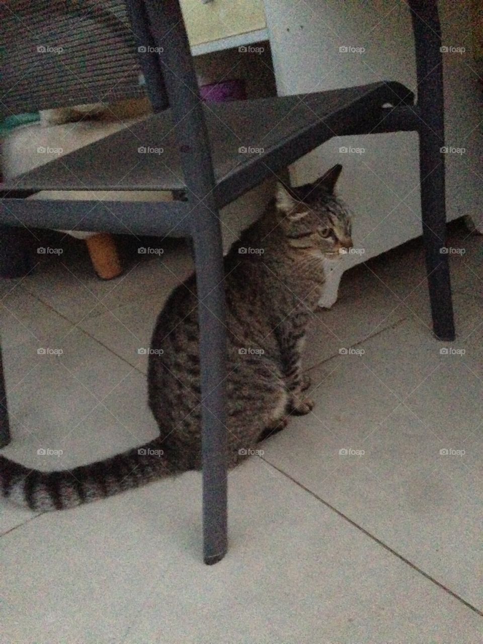 Cat under the chair 