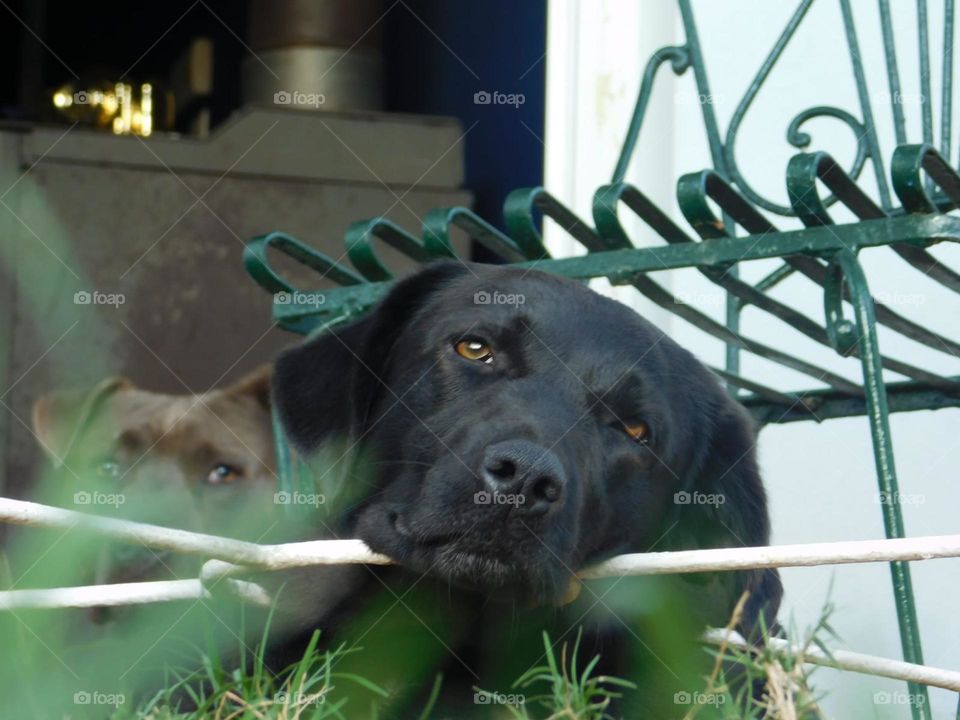 Nombre: Nina, mi compañera de vida.