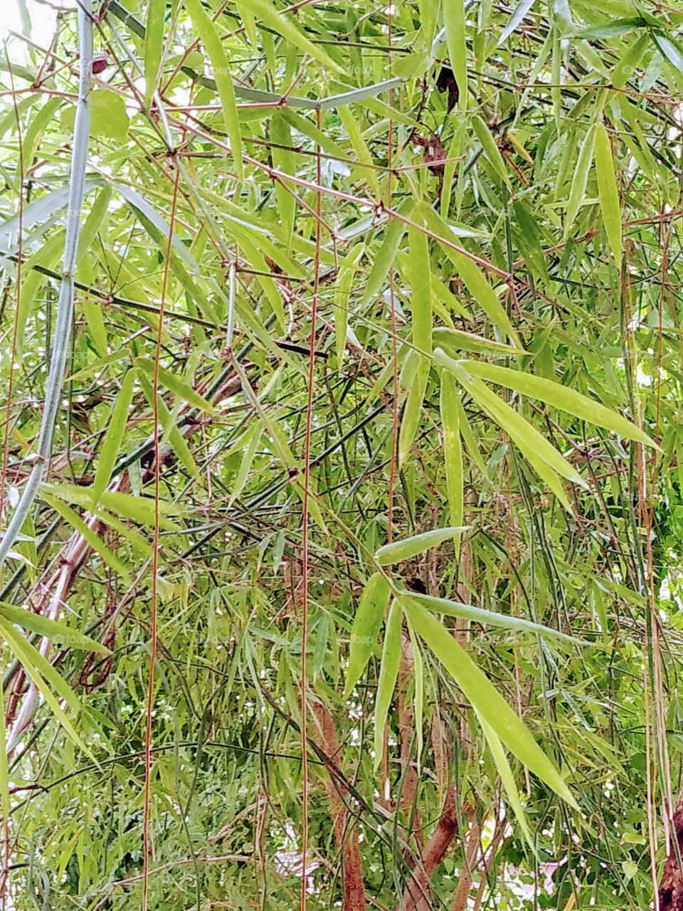 Bamboo garden in my home
