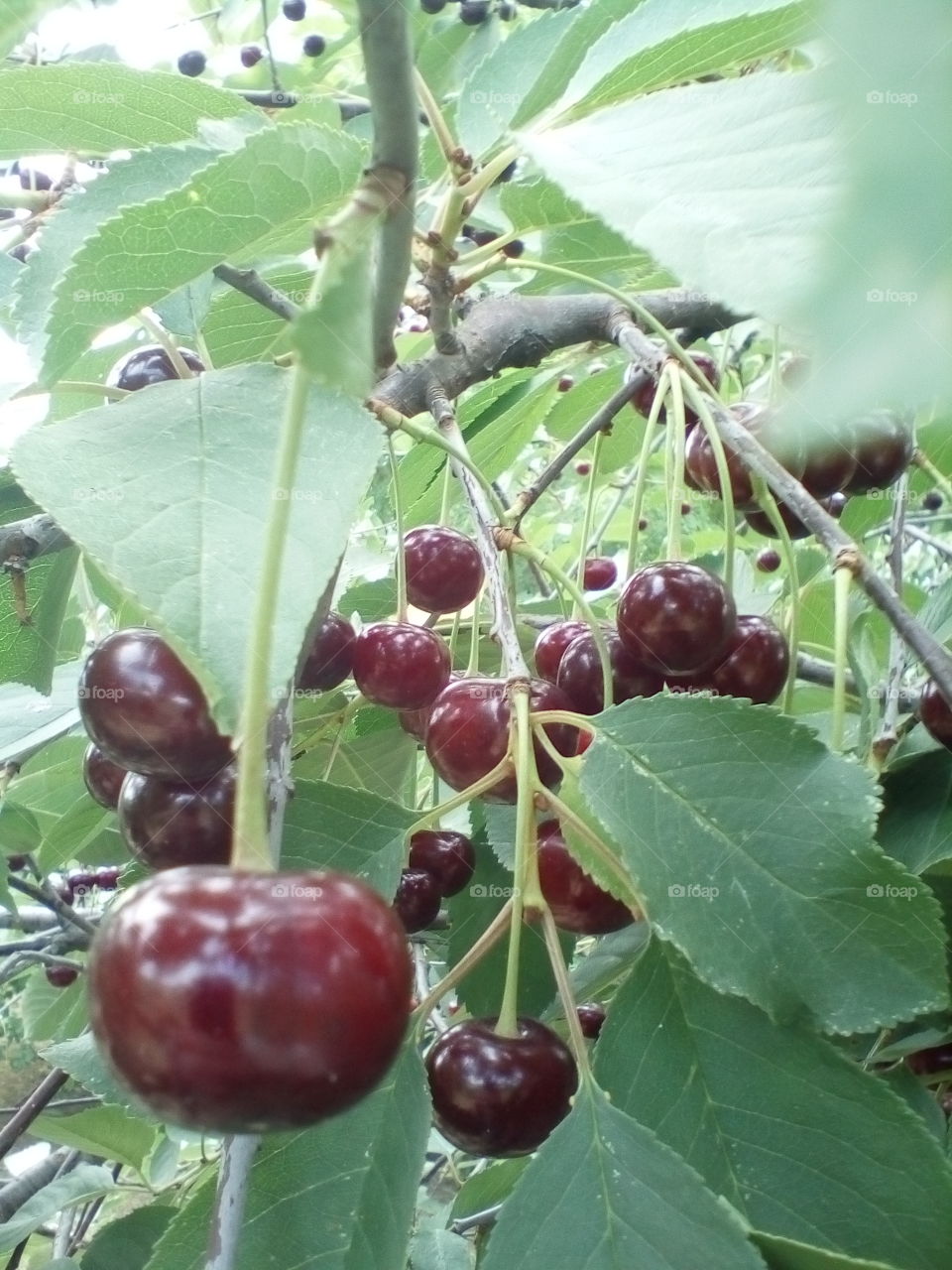 cherry on a branch