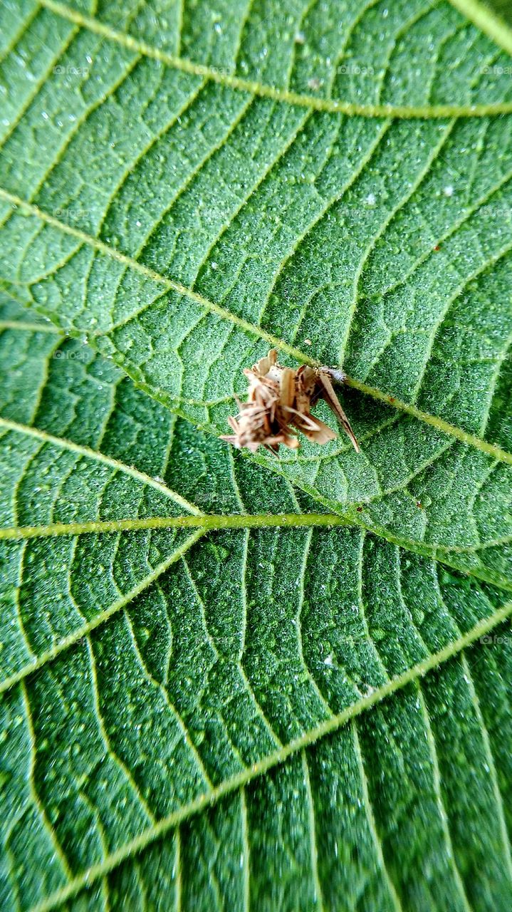 architecture in the leaves