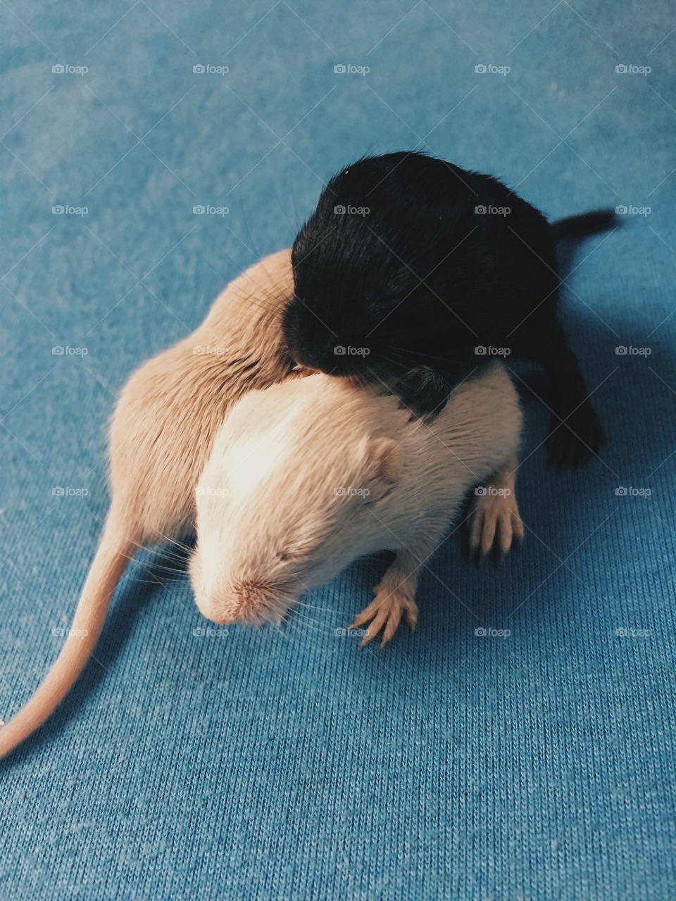 Gerbil babys hugging