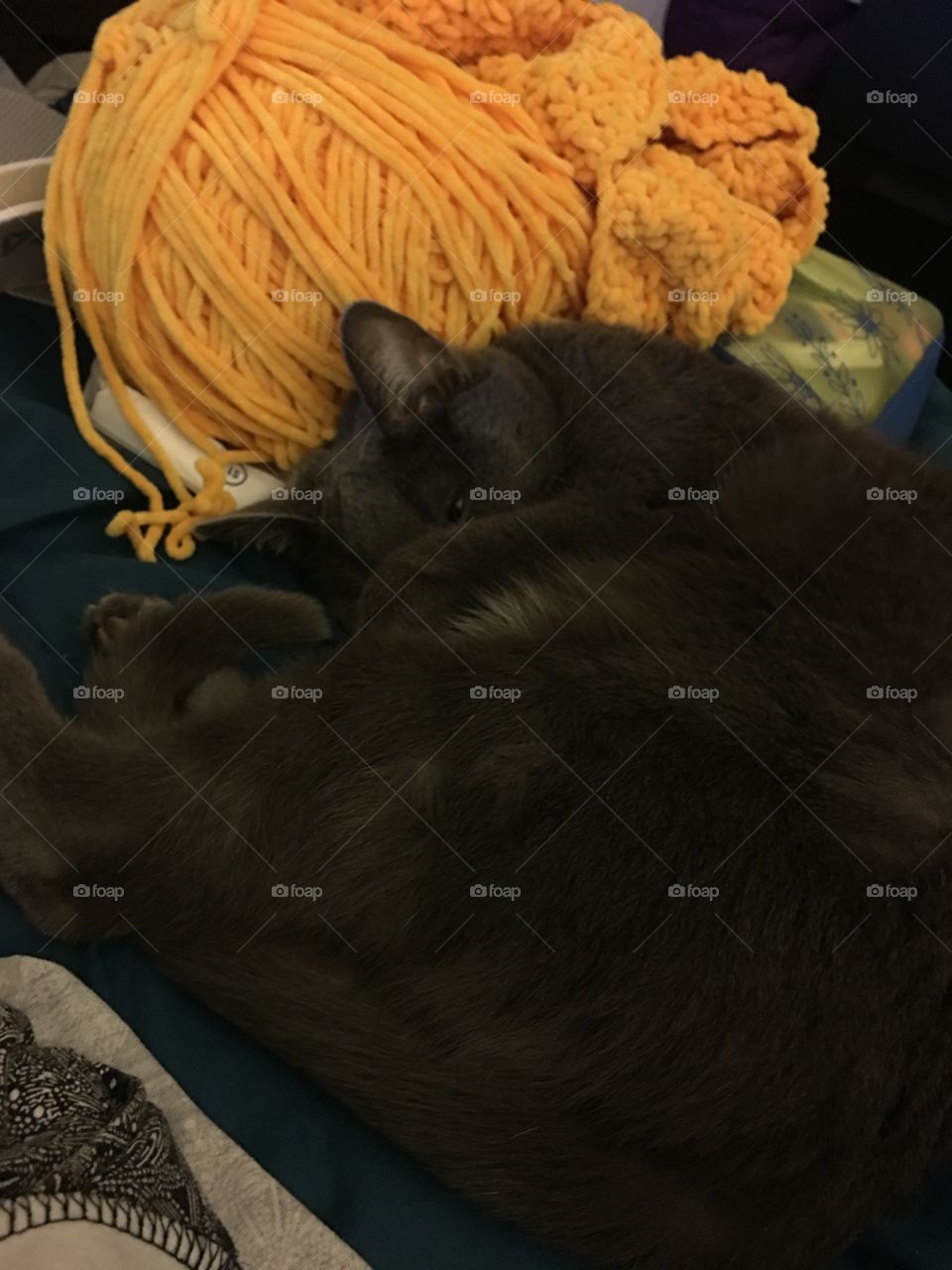 Cat laying by yarn