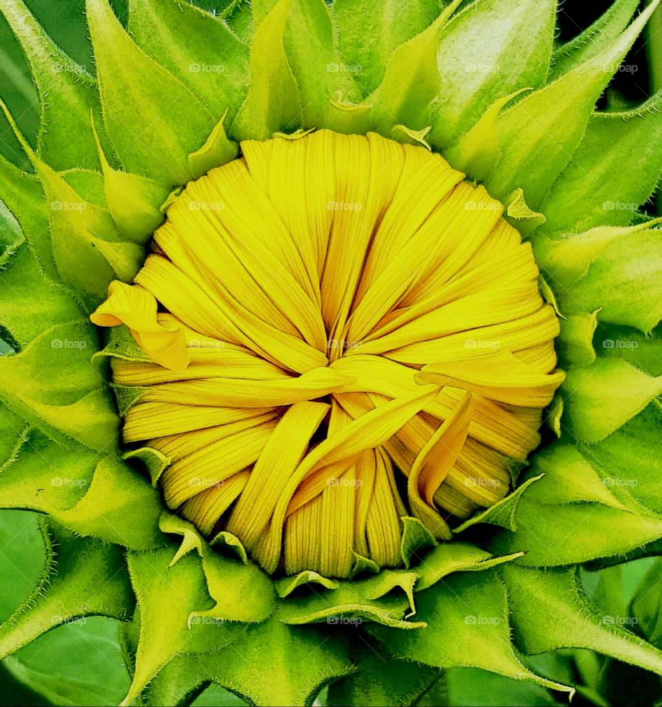 waiting to burst open