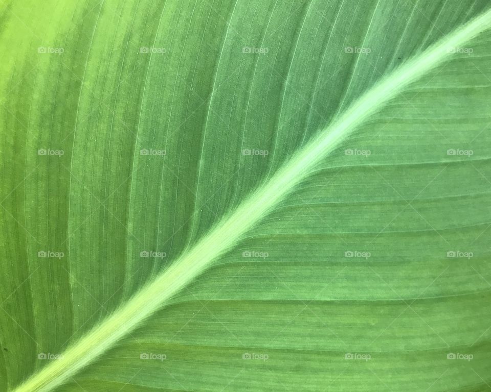 Leaf details close up