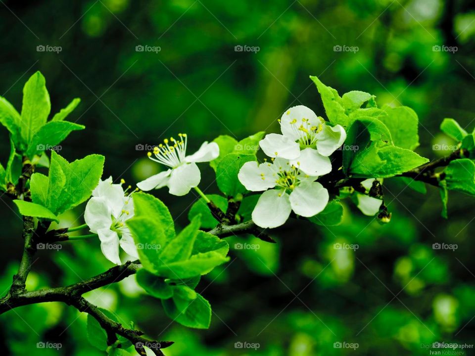 apple blossom 