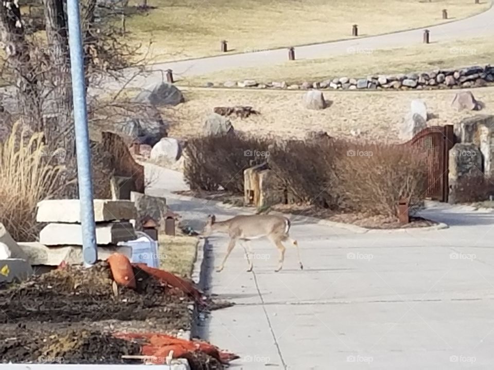 a deer crossing