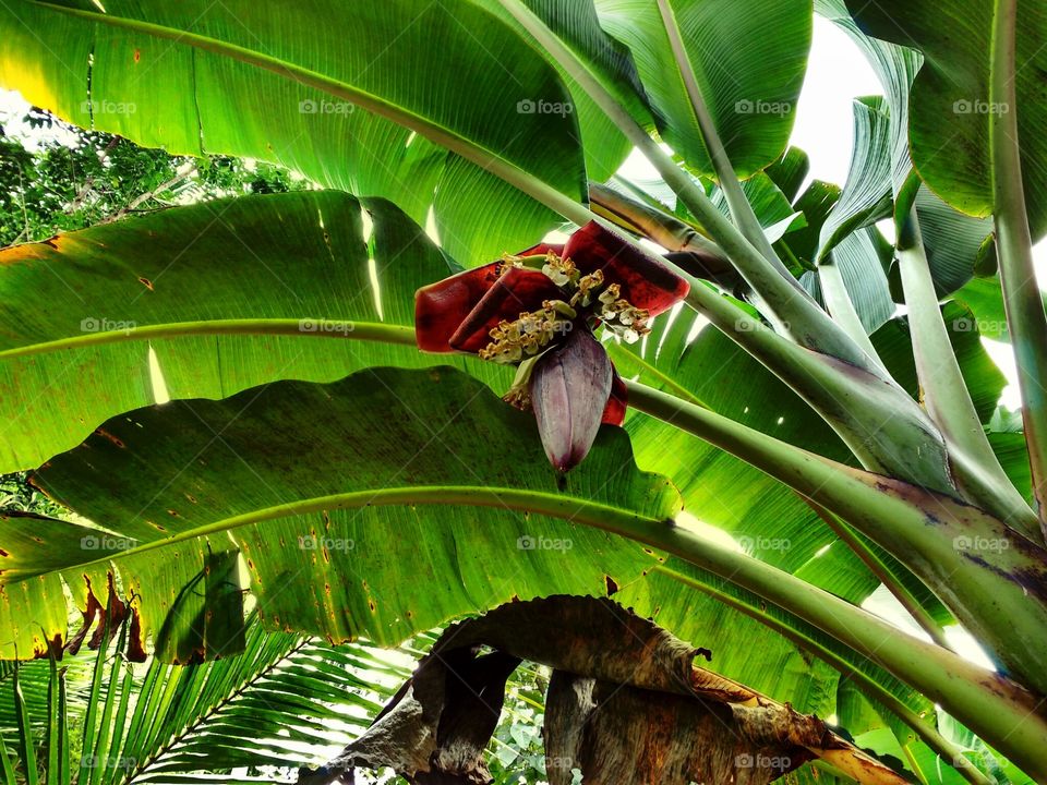 banana tree