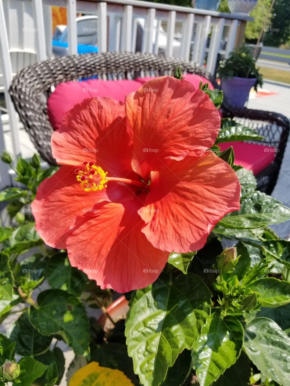 Hibiscus Flower Red Beauty