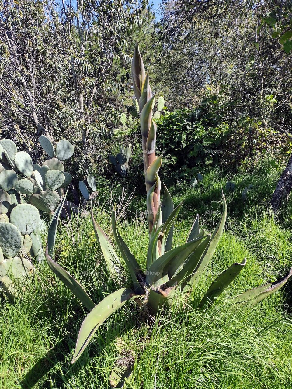 Maguey Mexican Cactus