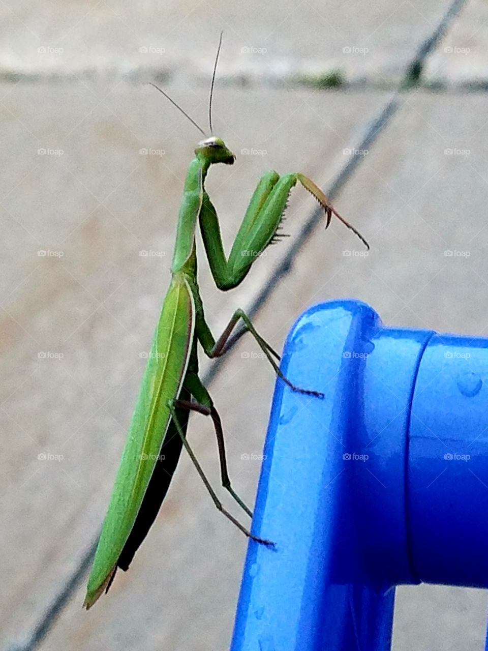 Praying Mantis. A rare sight, locally, considered lucky for those who get close enough for a photo