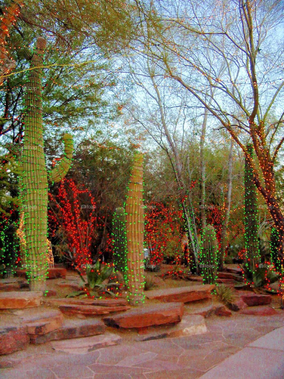 Christmas lights on cactus