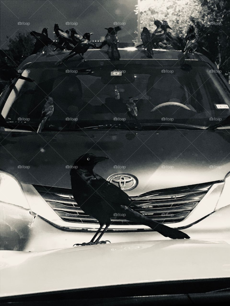 Black and White Grackle Birds on Toyota SUV