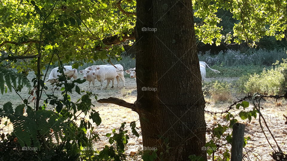 Tree, No Person, Nature, Wood, Leaf