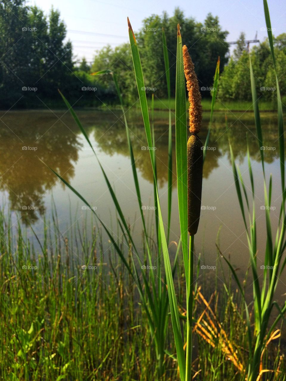 Sunny pond 