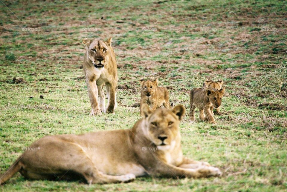 African Safari Zambia