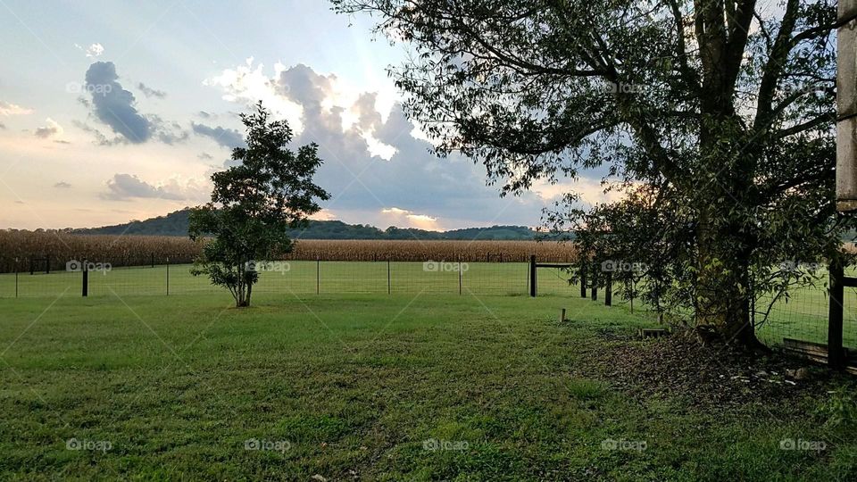 cornfield sunset