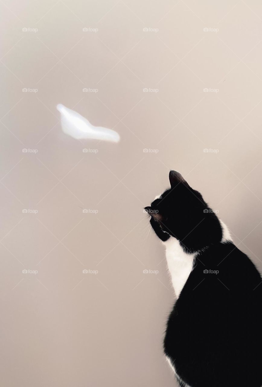 The cat and the light beam 