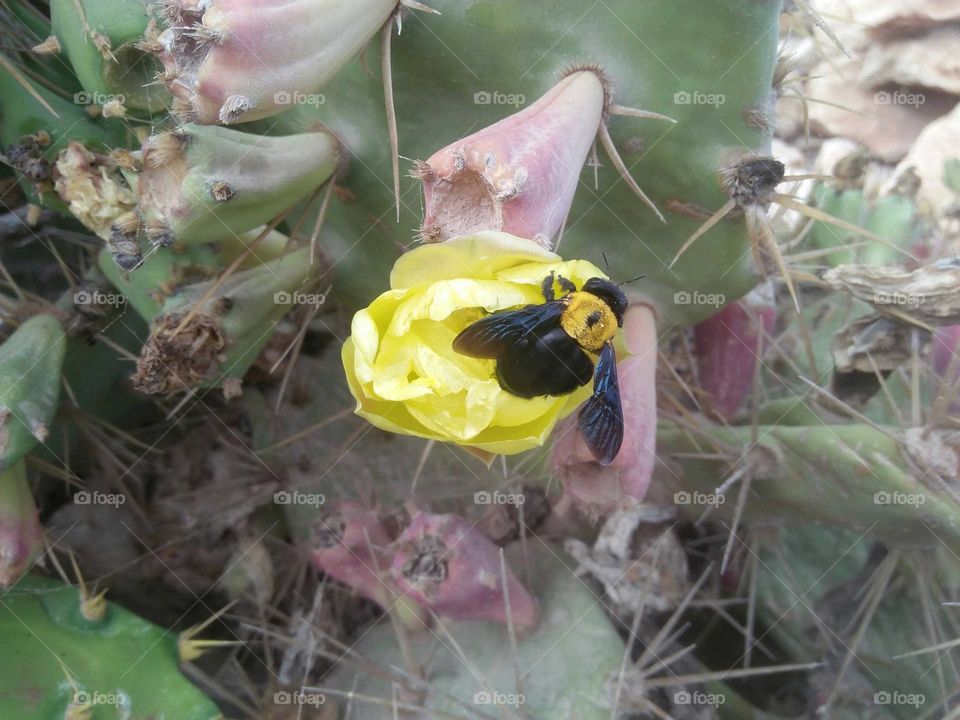 Ladybug on yellow flower.