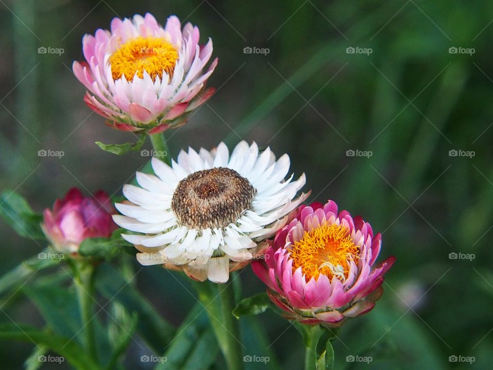 Blooming strawflowers in the garden