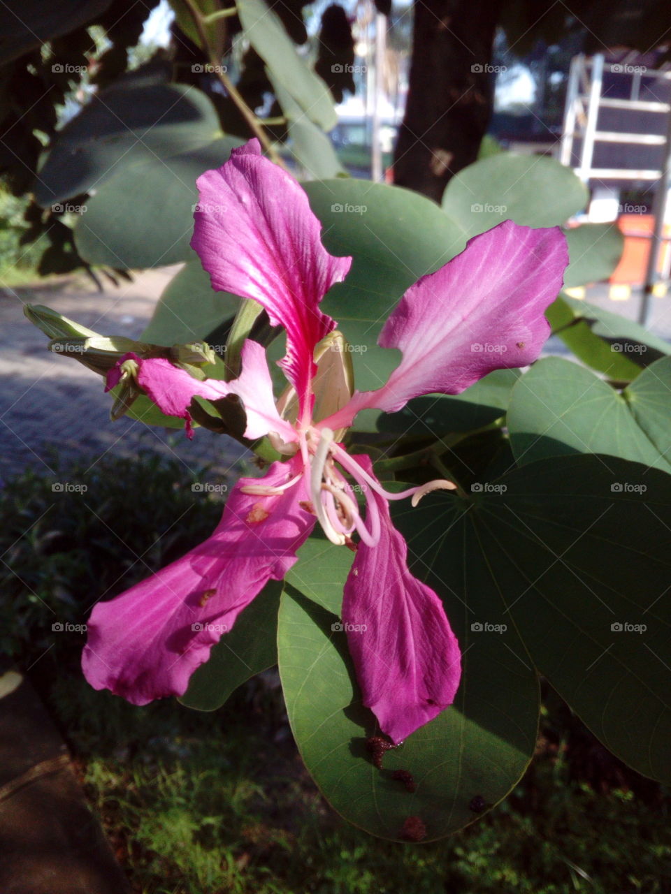 Flowering Tree in bloom