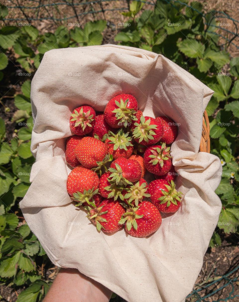 A punnet of strawberries freshly picked from the garden