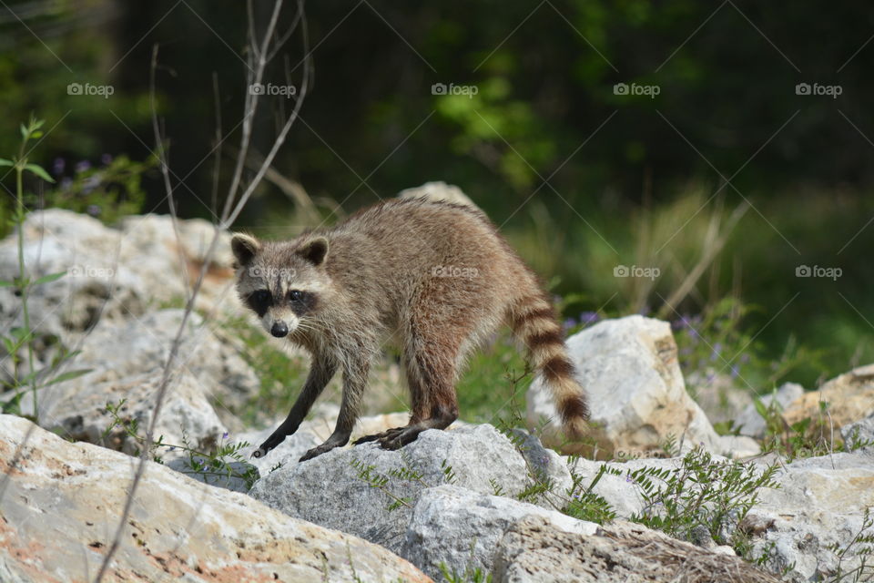 Raccoon on the rocks of the san Jacinto river looking my way