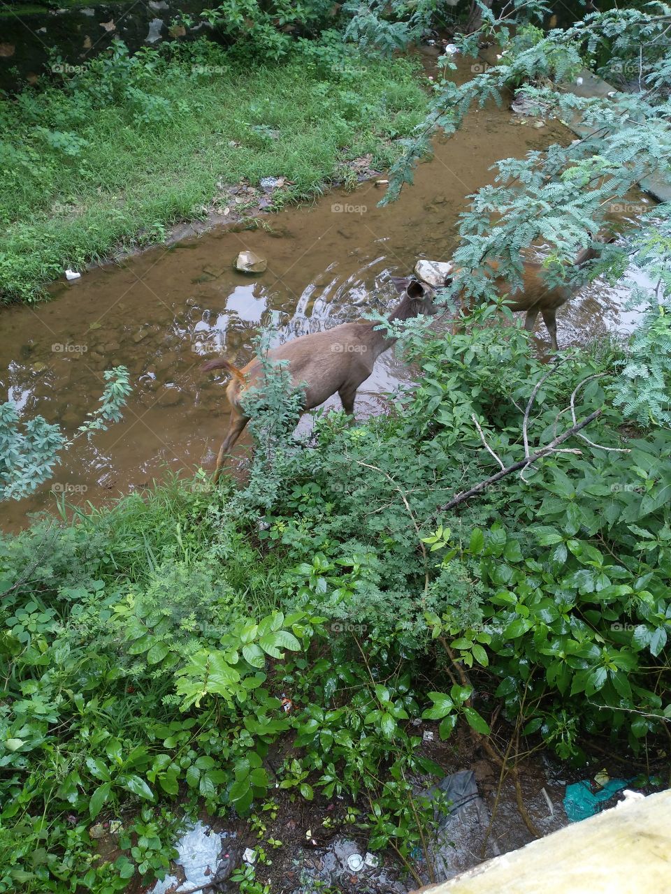 deer in wilderness