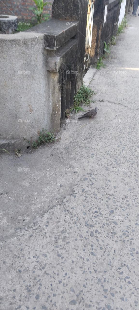 The bird is watching something.